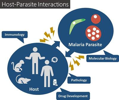 Editorial: Malaria Targeting Toolkit: Host-Parasite Interactions